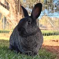 Thumbnail photo of Bugs #4