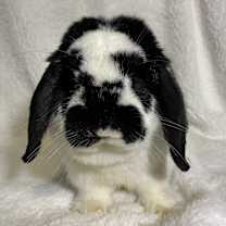 Thumbnail photo of Casserole #1