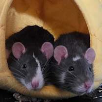 Thumbnail photo of Winnie and Coco #1