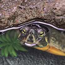 Thumbnail photo of Big mamma #1