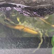 Thumbnail photo of Big mamma #2