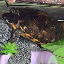 Thumbnail photo of Big mamma #3