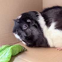 Thumbnail photo of Cream Puff-In foster #1