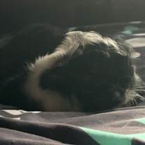 Thumbnail photo of Cream Puff-In foster #2