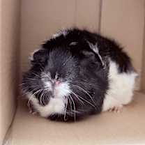Thumbnail photo of Cream Puff-In foster #3
