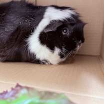 Thumbnail photo of Cream Puff-In foster #4