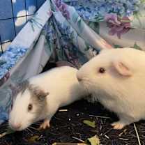 Thumbnail photo of Mr. Pretzel #1