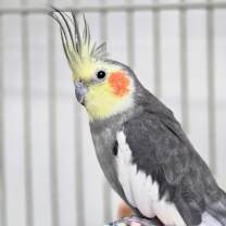 Thumbnail photo of Carlisle #4