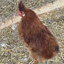 Thumbnail photo of Sid #1