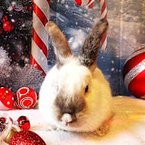 Thumbnail photo of Apricot #2