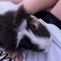 Thumbnail photo of Rosie #2