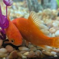 Thumbnail photo of Mustard #1