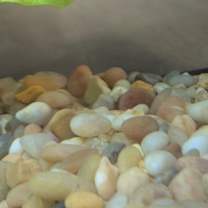 Thumbnail photo of Mustard #2