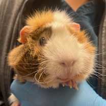 Thumbnail photo of Steve Harrington #1