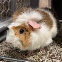 Thumbnail photo of Steve Harrington #2