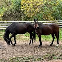 Thumbnail photo of Lily #3