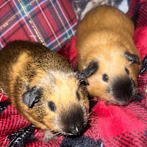 Thumbnail photo of Willow #3