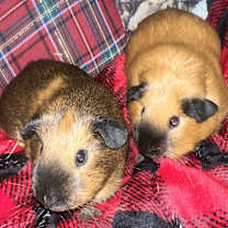 Thumbnail photo of Willow #4