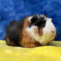 Thumbnail photo of Anna (bonded to Elsa) #1