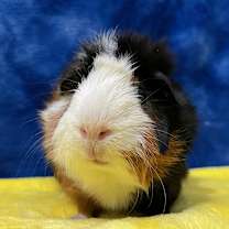 Thumbnail photo of Anna (bonded to Elsa) #2