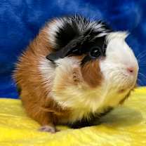 Thumbnail photo of Anna (bonded to Elsa) #3