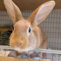 Thumbnail photo of Hopps #1