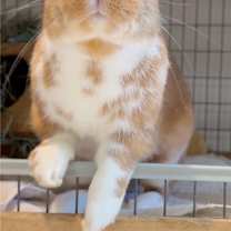 Thumbnail photo of Hopps #2