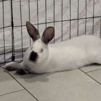 Thumbnail photo of Bucky O'Hare #2