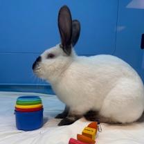 Thumbnail photo of Bucky O'Hare #3