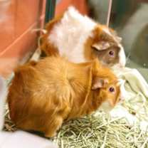 Thumbnail photo of Tangelo #2