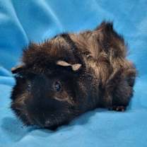 Thumbnail photo of Pigeon & Rhino #1