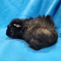 Thumbnail photo of Pigeon & Rhino #2