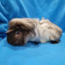 Thumbnail photo of Rhino & Pigeon #2