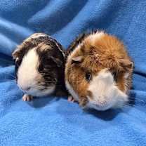 Thumbnail photo of Troy & Cleo #3