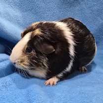 Thumbnail photo of Cleo & Troy #2