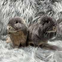 Thumbnail photo of Romeo & Juliette #3