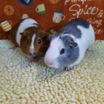 Thumbnail photo of Bert & Ernie #1