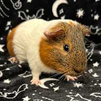 Thumbnail photo of Henry  #1