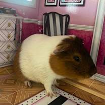 Thumbnail photo of Henry  #2