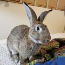 Thumbnail photo of Bigwig (Bonded to Toy) #3