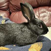 Thumbnail photo of Pippistrelle #3