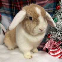 Thumbnail photo of Amber #2