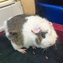 Thumbnail photo of Rosie #1