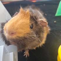 Thumbnail photo of Cocoa Bean #2