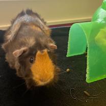 Thumbnail photo of Rosie #3