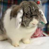 Thumbnail photo of Winnie #1