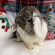 Thumbnail photo of Winnie #2