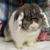 Thumbnail photo of Winnie #3