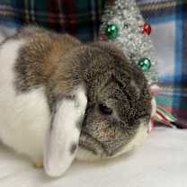 Thumbnail photo of Winnie #4