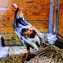 Thumbnail photo of Victor #2